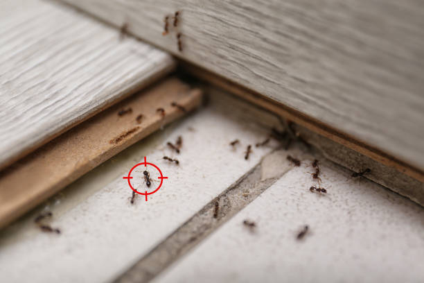 Best Bed Bug Extermination  in Springdale, MD