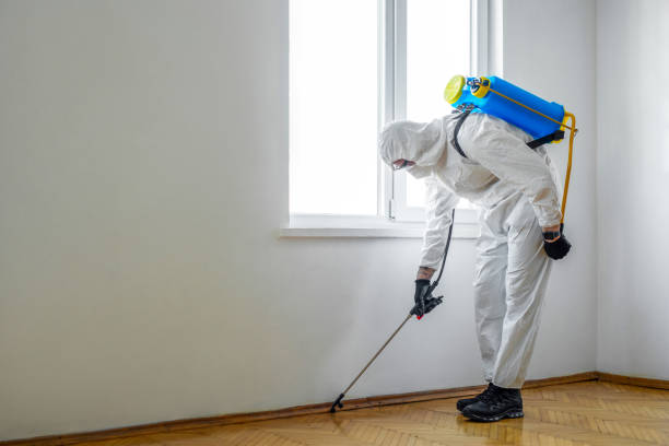 Best Rat Extermination Near Me  in Springdale, MD