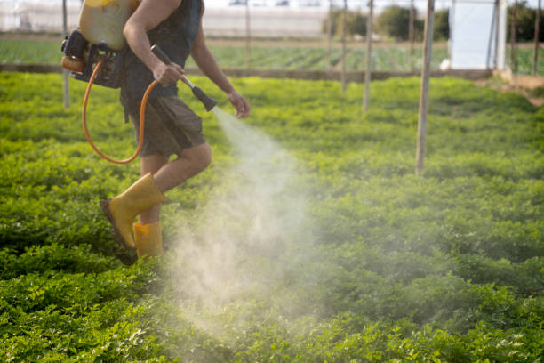 Best Best Pest Control Companies  in Springdale, MD