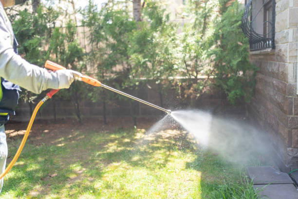 Wasp Removal Services in Springdale, MD