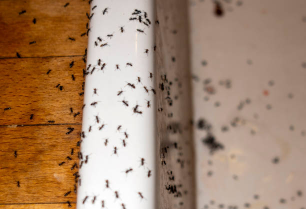 Best Residential Pest Control  in Springdale, MD