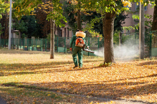 Best Termite Control Services  in Springdale, MD