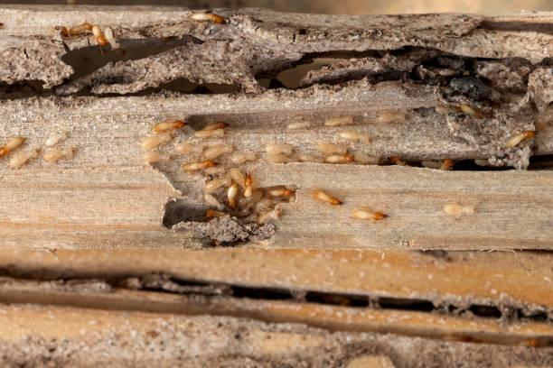 Trusted Springdale, MD Pest Control Experts